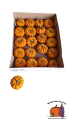 Cucurbita Pepo Jack Be Little 5cm