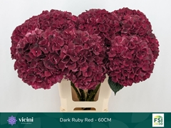 Hydrangea Dark Ruby 60cm 16-18cm Hd