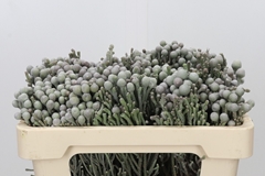 Brunia Silver 50cm