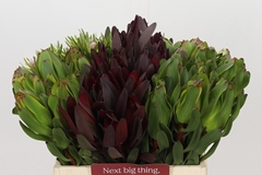 Leucadendron Single Mix 40cm