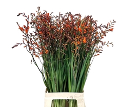 Crocosmia Lucifer 80cm