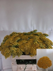 Achillea Filipendulina Parker's Variety 65cm