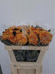 Chrysanth Single Astro 70cm 90gr.