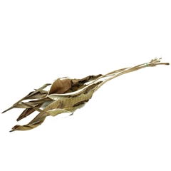 Dried Flowers Strelitzialeaf 90cm X10