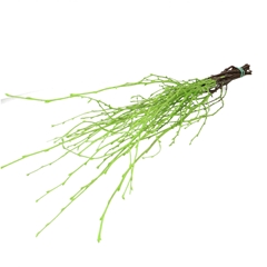 Dried Articles Birch Branch 70cm