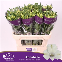 Alstroemeria Annabelle 70cm 55gr.