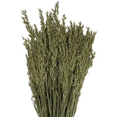 Dried Flowers Oatsa 50cm