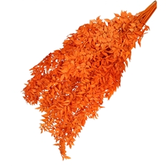Dried Flowers Ruscus 65cm 110g