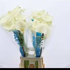 Zantedeschia Captain Ventura 80cm