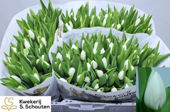 Tulip Single Royal Virgin 35cm 33gr.