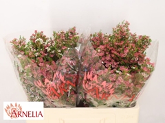 Chamelaucium My Sweet Sixteen 55cm 50gr.