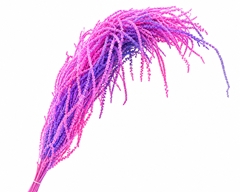 Amaranthus Caudatus Bleached Neon Per Bunch 90cm
