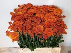 Chrysanth Spray Littleton 53cm 50gr.
