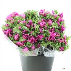 Anemone Coronaria Mistral Plus Fucsia 35cm