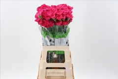Dianthus Single Oviedo 70cm