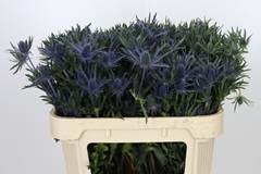 Eryngium Planum 70cm