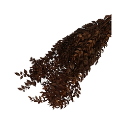 Dried Flowers Ruscus 65cm 110g