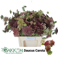 Daucus Carota Dara 60cm