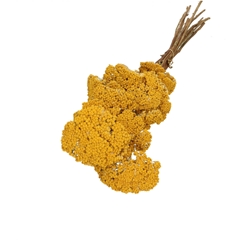 Dried Flowers Achillea 65cm X12