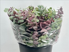Eucalyptus Stuartiana Autunno Absorbed Per Bunch 50cm 200gr.