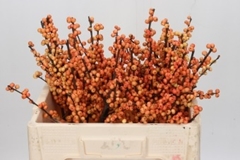 Ilex Verticillata Magical Cresgold 55cm