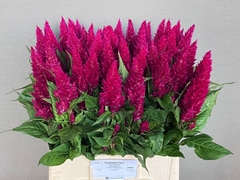 Celosia Century Purple 60cm