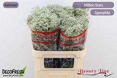 Gypsophila Paniculata Million Stars 80cm 15gr.
