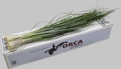 Xerophyllum Tenax Beargrass Per Bunch 75cm