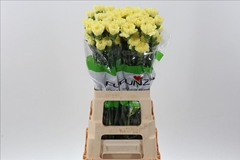 Dianthus Single Iliad Yellow 70cm