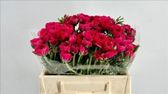Ranunculus Elegance Hot Pink 35cm
