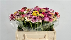 Ranunculus Elegance Cappucino 35cm