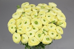 Ranunculus Elegance Cream 35cm