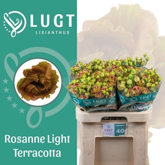 Eustoma Double Rosanne Light Terracotta 70cm