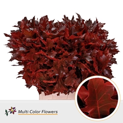 Quercus Palustris Painted Red 80cm