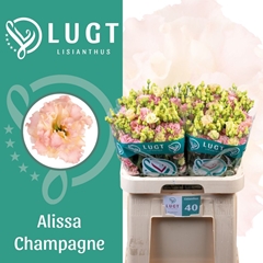 Eustoma Double Alissa Champagne 70cm