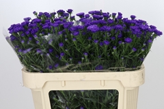 Aster Astee Dark Milka 70cm 15gr.