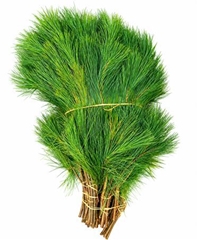 Pinus Strobus 60cm