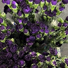 Dianthus Spray Florigene Moonvelvet 60cm
