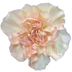 Dianthus Single Happy Hoshi 70cm