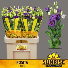 Eustoma Double Rosita Blue 70cm