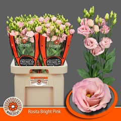 Eustoma Double Rosita Bright Pink 70cm