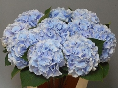 Hydrangea Verena Blue 60cm 18-20cm Hd