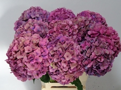 Hydrangea Royal Venice Classic 60cm 18-20cm Hd