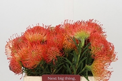 Leucospermum Succession 35cm