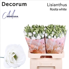 Eustoma Double Rosita White 70cm