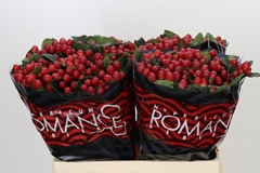 Hypericum True Romance 60cm