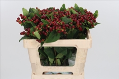 Hypericum Magical Cherry 50cm