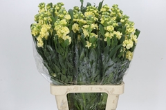 Matthiola Iron Yellow 70cm