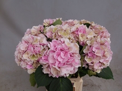 Hydrangea Monika Classic 60cm 18-20cm Hd