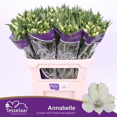 Alstroemeria Annabelle 70cm 55gr.